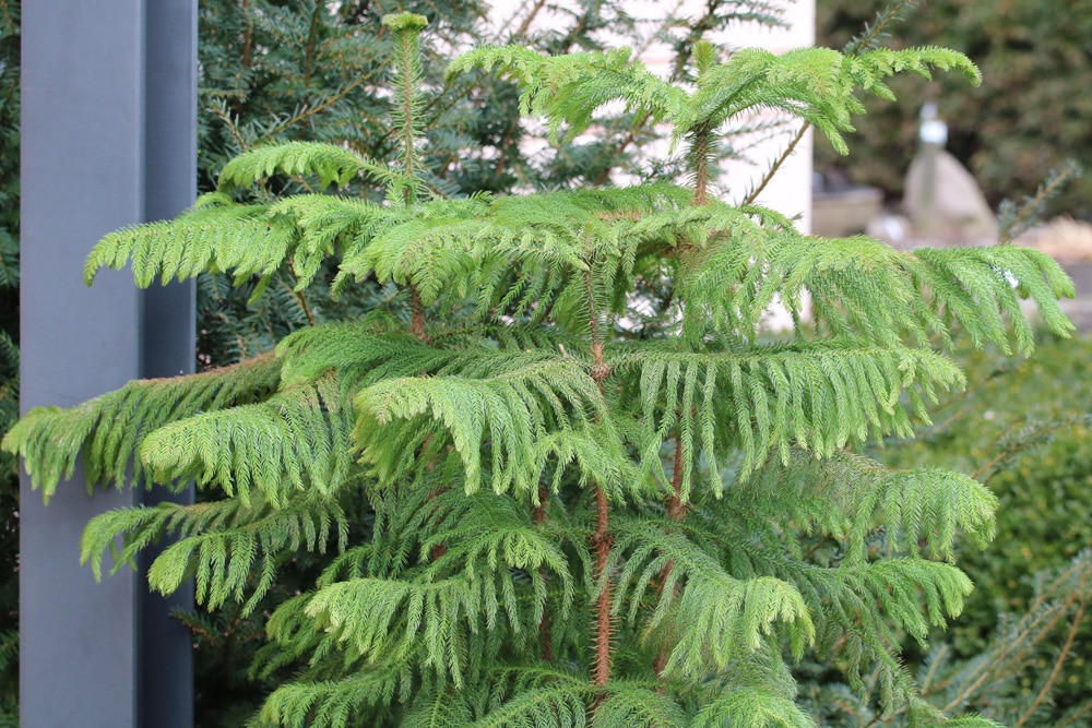 Zimmertanne - Araucaria heterophylla