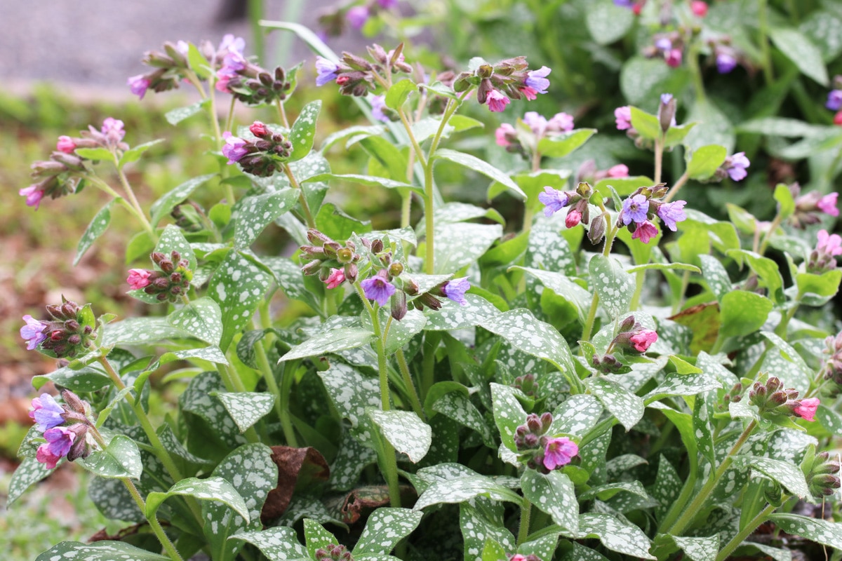 Geflecktes Lungenkraut - Pulmonaria saccharata