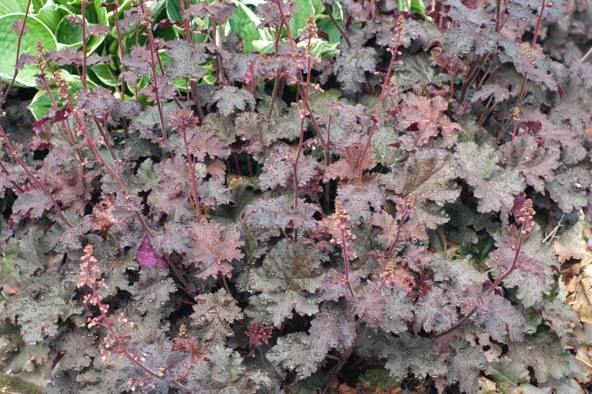 Kleinblütiges Purpurglöckchen - Heuchera micrantha