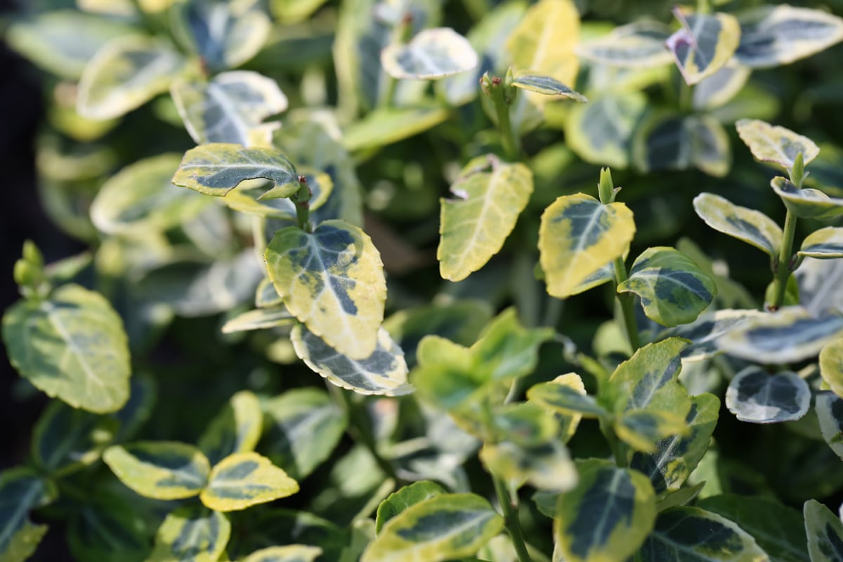 Gelbe Kriechspindel - Euonymus fortunei