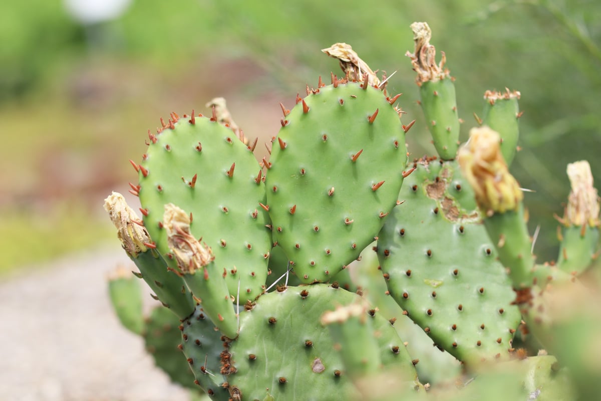 Opuntie - Opuntia