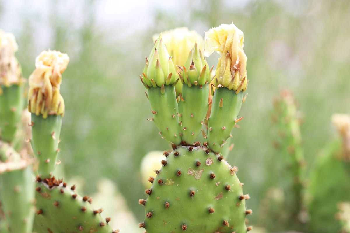 Opuntie - Opuntia - Feigenkaktus