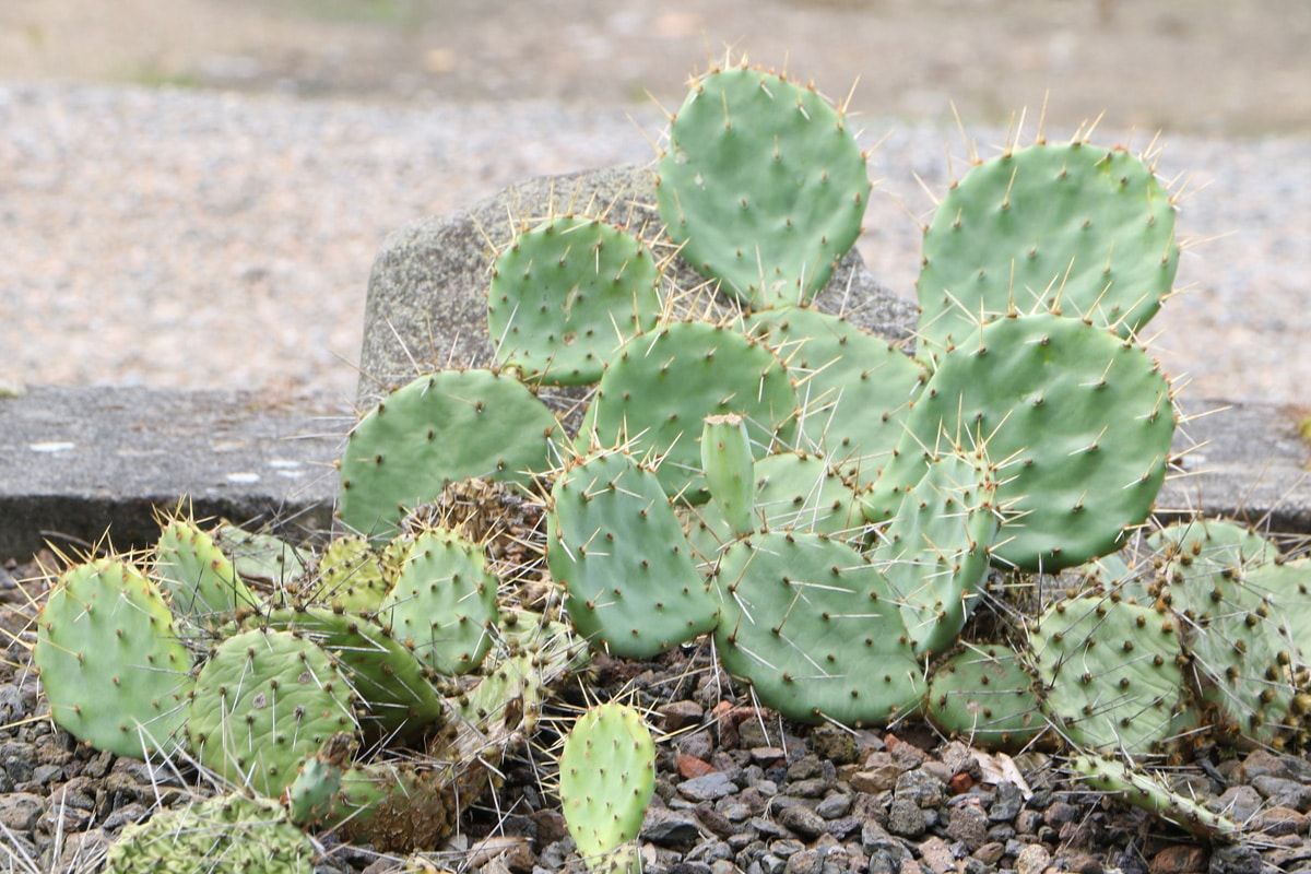 Opuntie - Opuntia