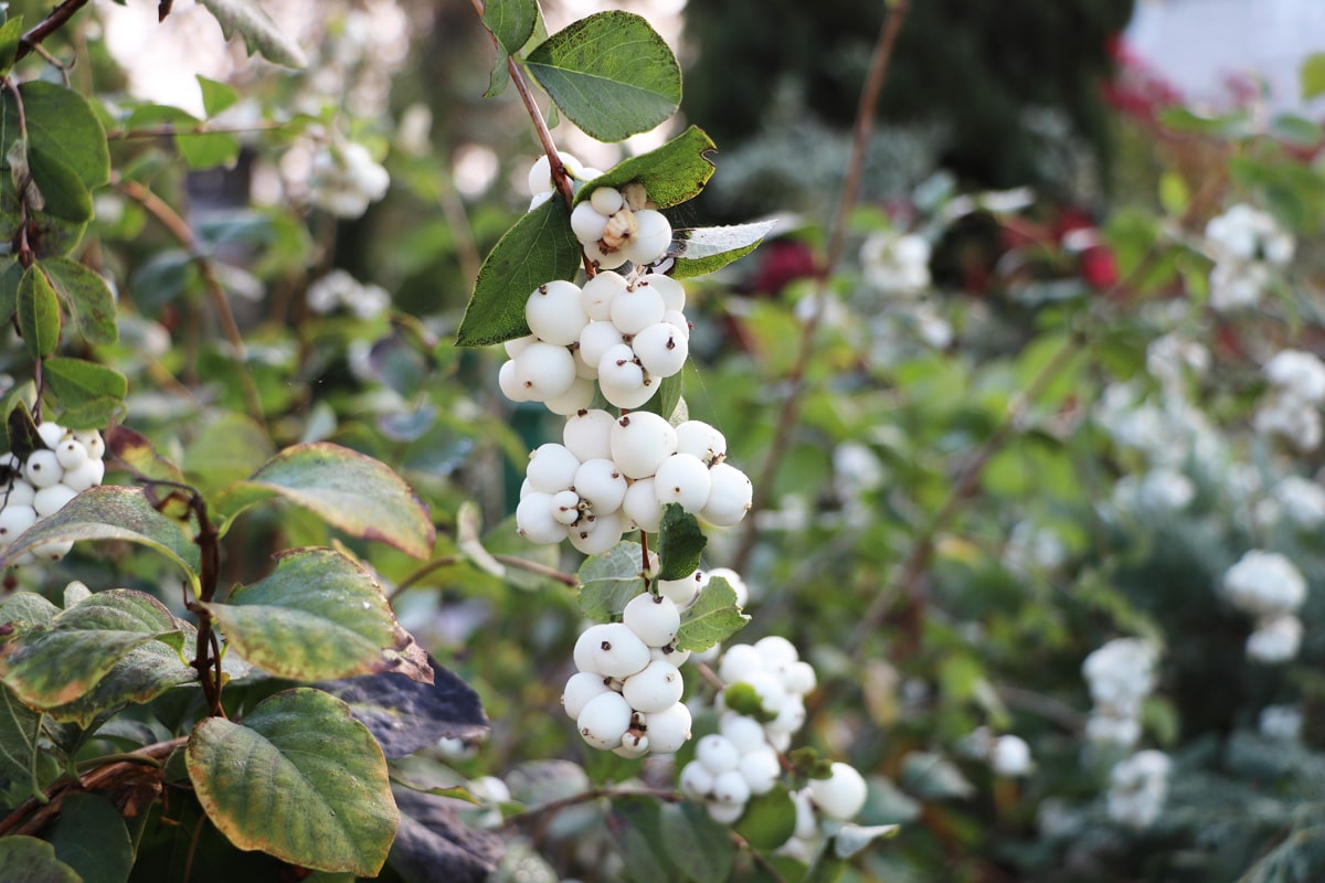 Schneebeere - Symphoricarpos albus