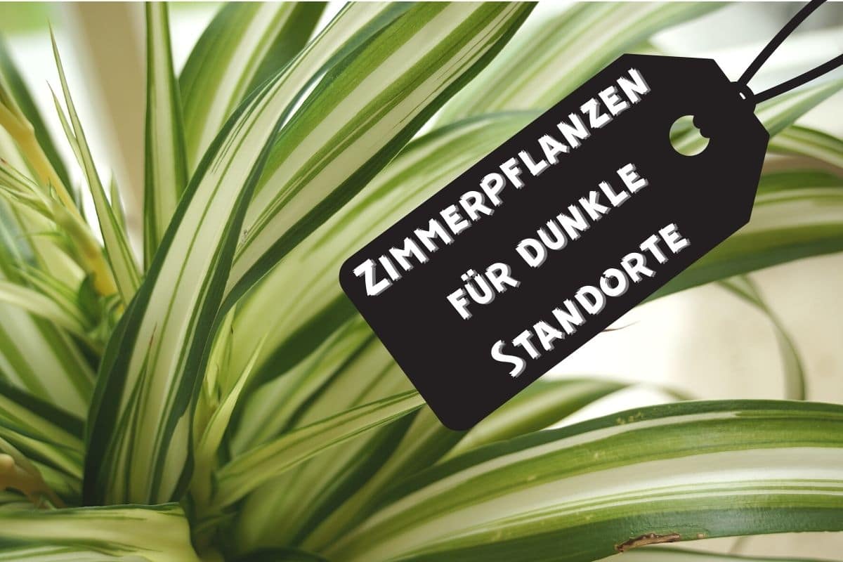 Zimmerpflanzen für dunkle Standorte - Grünlilie