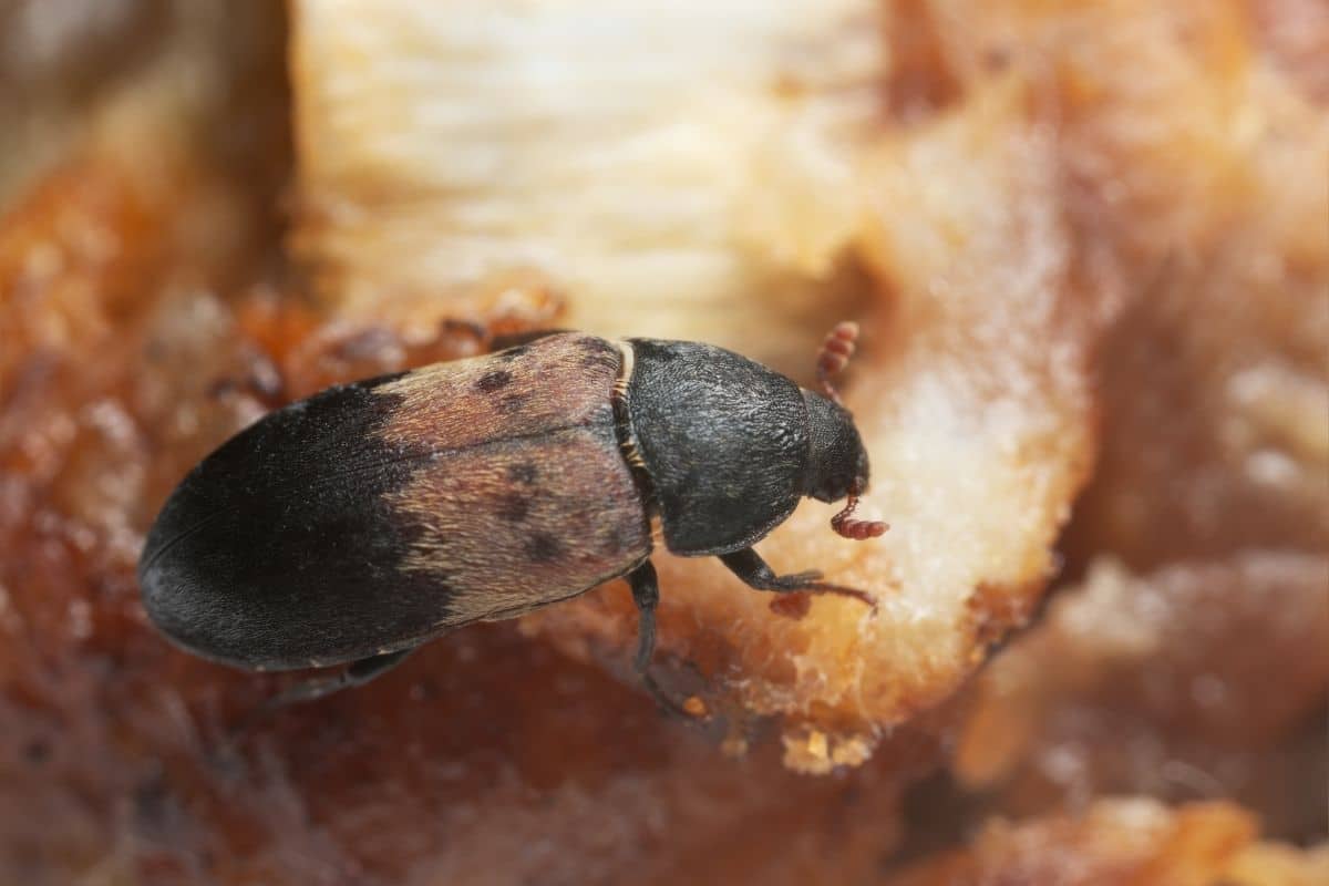 Gemeiner Speckkäfer - Dermestes lardarius