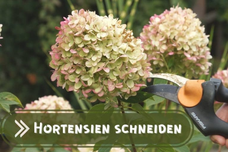 Hortensien - Anleitung zum Schneiden und Überwintern - Gartenrat.de