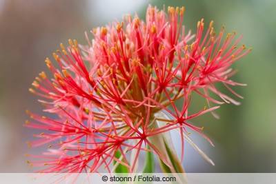 Blutblume - Haemanthus Blüte