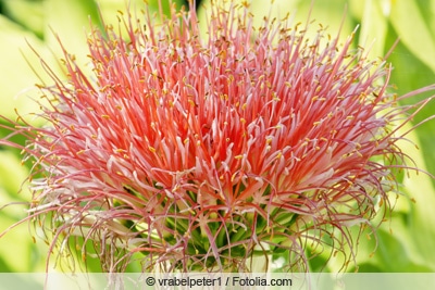 Blutblume - Haemanthus multiflorus