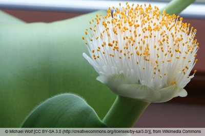 Blutblume - Haemanthus albiflos