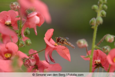 Elfensporn - Diascia