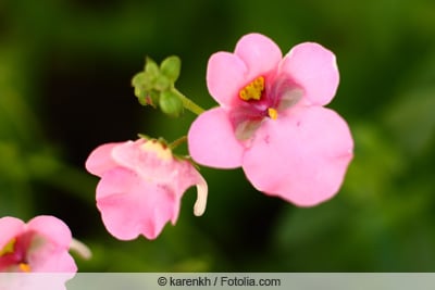 Elfensporn - Diascia