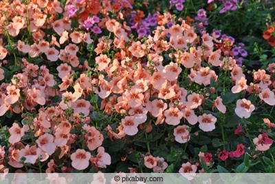 Elfensporn - Diascia