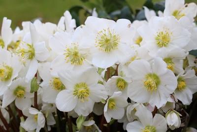 Christrose-Helleborus-niger