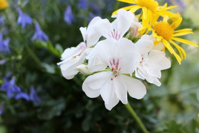 Geranie - Pelargonium