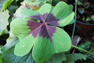 Glücksklee - Oxalis tetraphylla