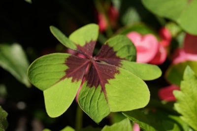 Glücksklee - Oxalis tetraphylla 