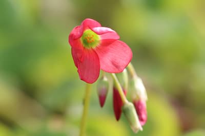 Blüte des Glücksklees