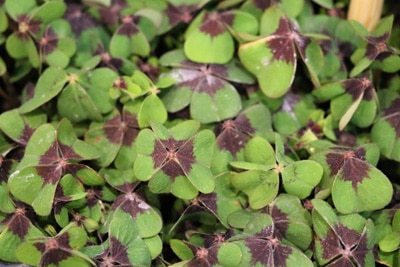 Glücksklee - Oxalis tetraphylla 