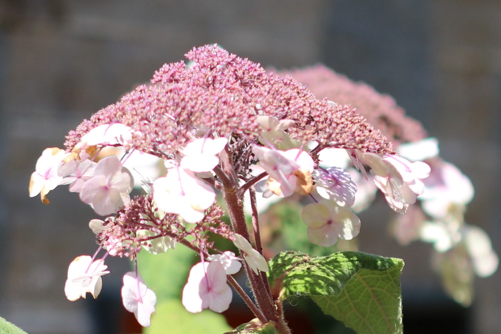 Samthortensie - Fellhortensie - Raue Hortensie