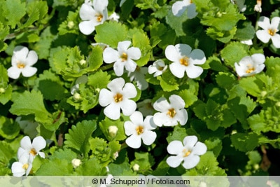 Schneeflockenblume - Chaenostoma cordatum