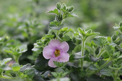 Schneeflockenblume - Chaenostoma cordatum