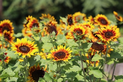 Sonnenblume - Helianthus annuus 