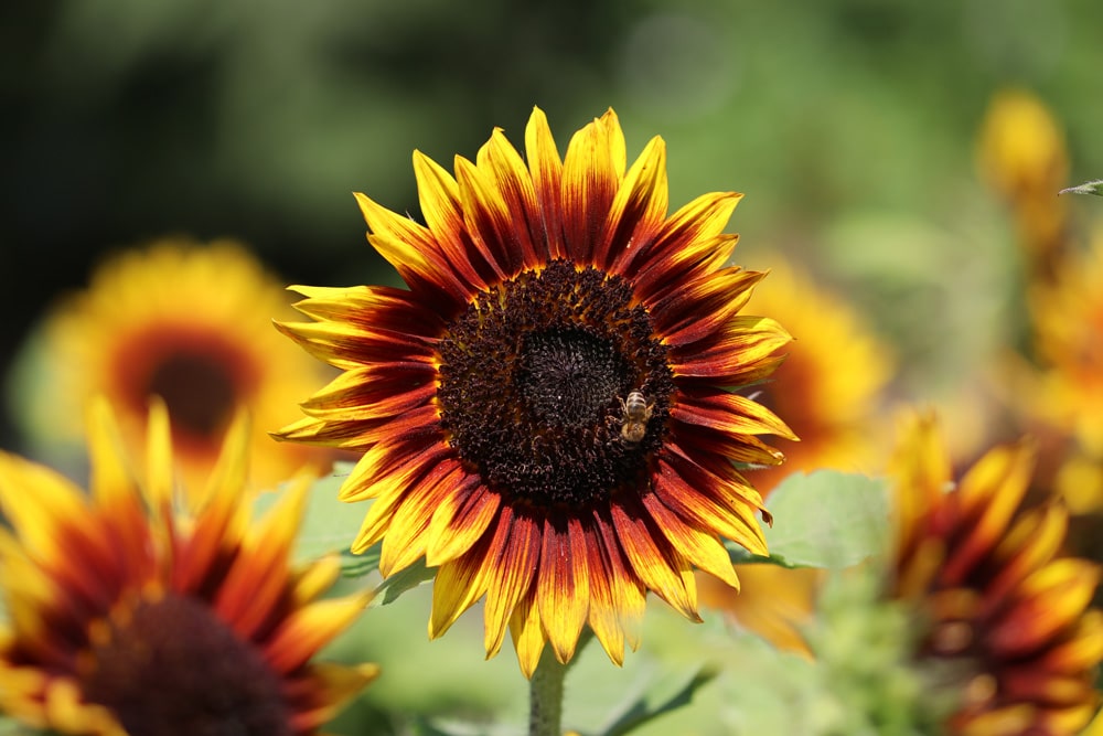 Sonnenblume - Helianthus annuus