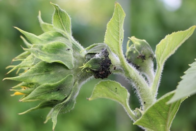 Blattläuse an Sonnenblume