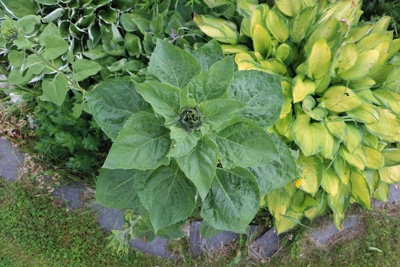 Sonnenblume - Helianthus annuus 