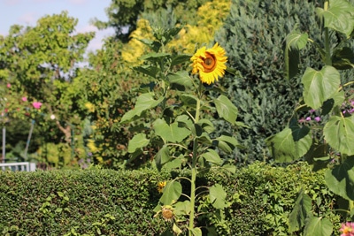 Sonnenblume - Helianthus annuus 