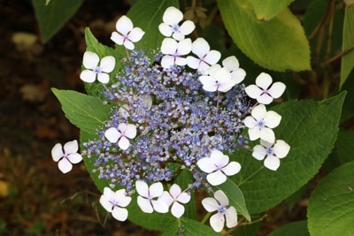 Tellerhortensie - Hydrangea serrata 