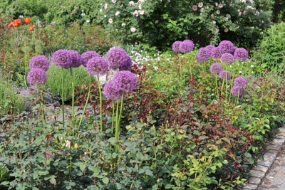 Zierlauch im Rosenbeet