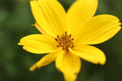 Zweizahn - Goldmarie - Bidens ferulifolia