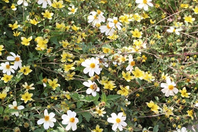 Zweizahn - Goldmarie - Bidens ferulifolia