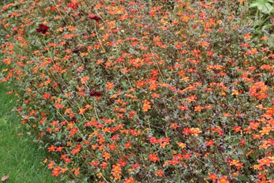 Zweizahn - Goldmarie - Bidens ferulifolia