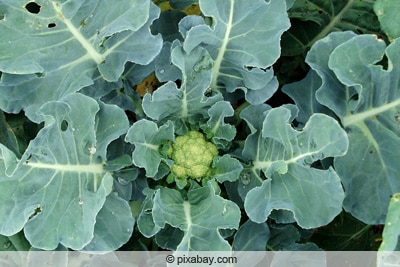 Junger Blumenkohl im Beet