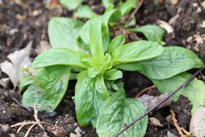 Feldsalat anbauen