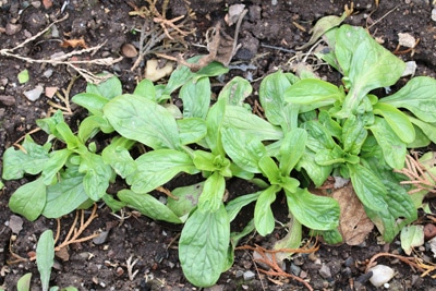 Feldsalat - Valerianella Locusta 