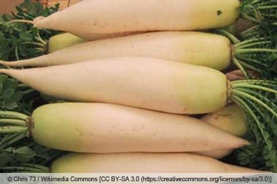 Japanischer Daikon - Winterrettich