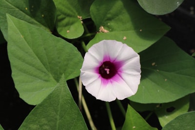 Blüte der Süßkartoffel