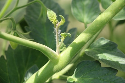 Geiztrieb einer Tomate