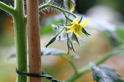 Blüte der Tomate