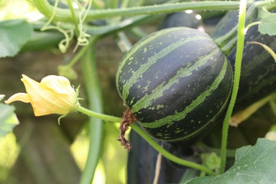 Zierkürbis - Cucurbita pepo 'Flat striped'