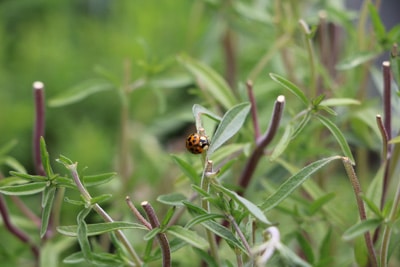 Bohnenkraut - Satureja hortensis