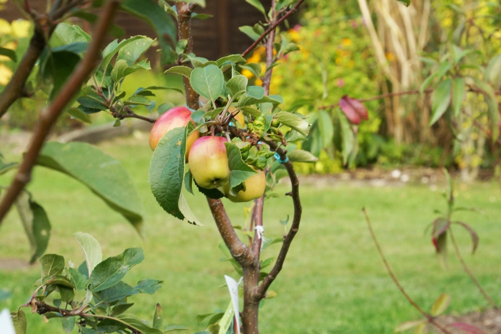 Obstbaumveredelung - Apfelbaum