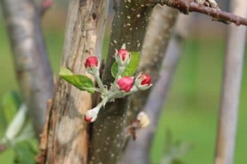 Obstbaumveredelung Anleitung zum Veredeln von Obstbäumen Gartenrat.de