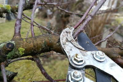 Obstbaum schneiden