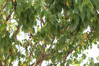 Kirschbaum mit Schrotschusskrankheit