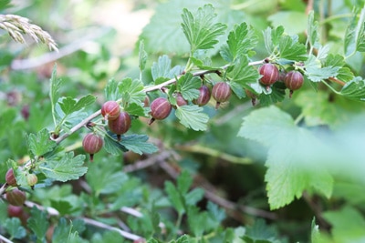 Stachelbeere - Ribes uva-crispa